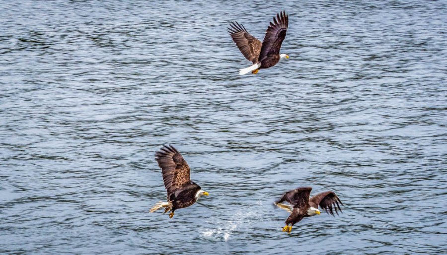 Bering Sea Crab Fisherman Tour vs Great Alaskan Lumberjack Show and Crab Feast Alaska Cruise