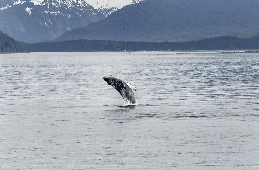 http://www.rogerjett-photography.com/here/wp-content/gallery/humpback-whales/juneau-2009-westerdam-alaska-153-2.jpg