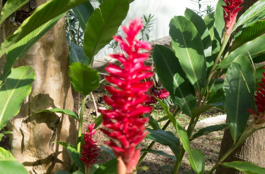 Caribbean Plants & Flowers Photographs Roger Jett PhotographyRoger