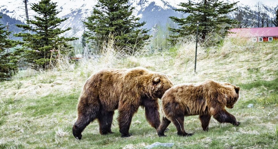 Anchorage Alaska Wildlife Refuge Photographs | Roger Jett Photography