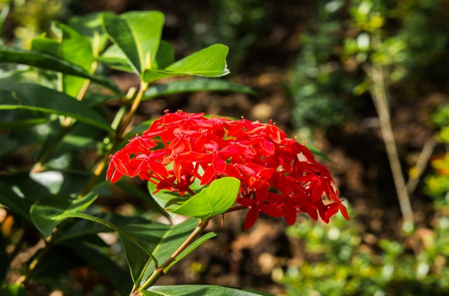 Caribbean Plants & Flowers Photographs Roger Jett Photography
